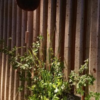 羅豚 ギンザ・グラッセ - 