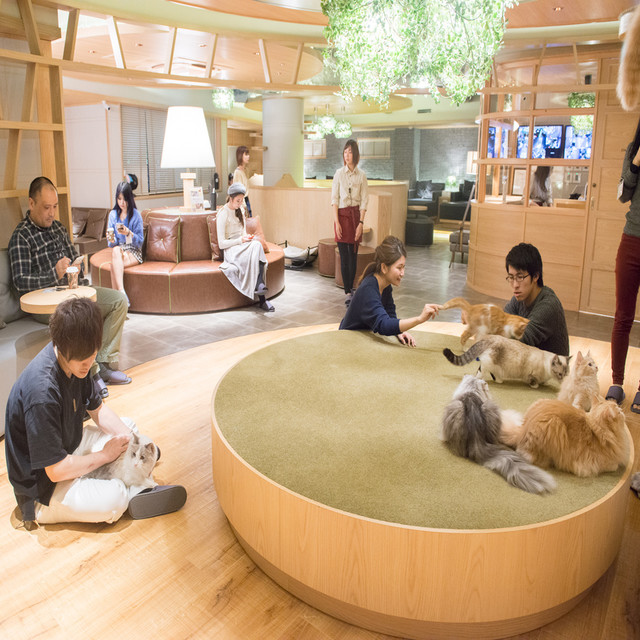猫カフェ モカラウンジ 新宿店 Cat Cafe Mocha 新宿三丁目 その他 食べログ