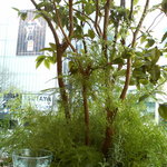 ロクシタンカフェ SHIBUYA TOKYO - この季節でも、グリーンが映える店内