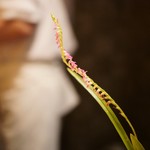 Tempura Iwai - 綺麗な花がさりげなく