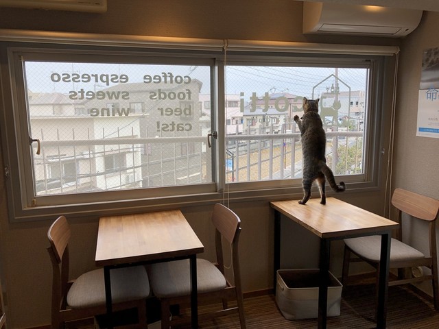 Cafe And Pub Cotti カフェ アンド パブ コッチ 中山寺 カフェ 食べログ Cafe And Pub Cotti カフェ アンド パブ コッチ 中山寺 カフェ 食べログ