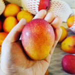 クレープリー チロル - ミニマンゴー（数量限定）