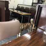 ラ・マルセイユ - ちらっと見えるのがカイ君　※たまに店内を散歩する