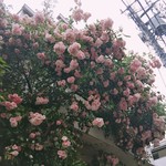 フレッシュクリーム - 