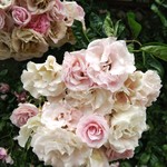 フレッシュクリーム - 