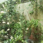 フレッシュクリーム - 