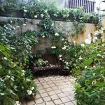 フレッシュクリーム - 