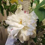 フレッシュクリーム - 