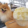 かき氷専門店 ウミナゴミ