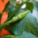 タイ麺　セマクテ - お店にあった唐辛子