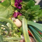 アグリスケープ - 