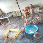 アグリスケープ - 