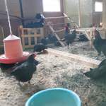 アグリスケープ - 