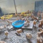 アグリスケープ - 