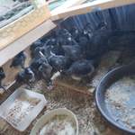 アグリスケープ - 