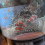 菜酒家FU-KU - イソギンチャクとクマノミの泡盛