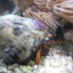 菜酒家FU-KU - 水槽のヤドカリ