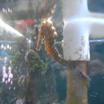 菜酒家FU-KU - 水槽のタツノオトシゴ