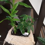 アートカフェ サクラ - 