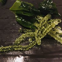 匠　達広 - 海ぶどう、ワカメ