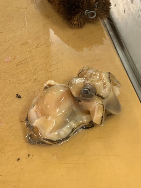 カネコウ 石垣水産 - 苫小牧（その他）の写真