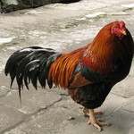 忘れの里 雅叙苑 - ペットです。食べません（笑）