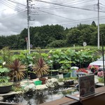 カフェアンドショップ ロータスランド - 2019/07/12
      ハスが大きくなりました。