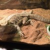 レプタイルズバーリリオ