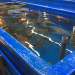 活魚料理 讃岐家 - 