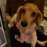 コスギカレー - 