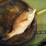 ざうお - 鯛！釣れました！