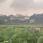 Kotatsuya - 上野公園、不忍池は、蓮が開き始めましたんよ...