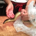 うなぎ屋酒坊・画荘 越後屋 - 此方は　参考に見せてもらった天然もの