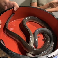 炭焼鰻 寝床 福島店 - 