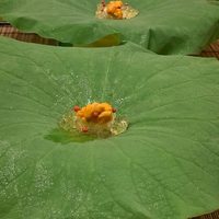 馬車道 大かわ - 