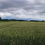 バローレ - 小麦畑