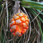 肉の変態集団 疾風ホルモン - なんでしょね〜