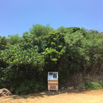 肉の変態集団 疾風ホルモン - 草が多くて、怖くて、ここは入れませんでした！
      虫やハブがウジャウジャいそうで〜
      次回は草刈り鎌持って行かないとですね！