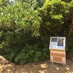 肉の変態集団 疾風ホルモン - 怖いよね〜でも行ってみたくてたまらない。
      
      〒906-0502 沖縄県宮古島市伊良部池間添, Unnamed Road 
      
      R663+JV 宮古島市、沖縄県