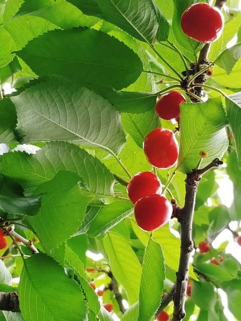 大町さくらんぼ園 - 乱川（その他）の写真