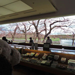 六花亭 - ひゃー、窓の外の景色がすごいねえ。
      五稜郭の桜の木が一望できるシチュエーションなんだよ。