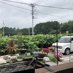CAFE&SHOP Lotus Land - 2019/07/17
      ハスがいっぱい