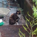 北珍 - 可愛い三毛ちゃん