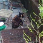 北珍 - 可愛い三毛ちゃん