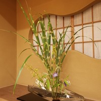 本湖月 -  本湖月 -