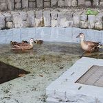 中華ソバ 伊吹 - 