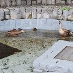 中華ソバ 伊吹 - 