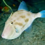 スプーンソング - 【ウマズラハギ】画像はお借りしたものです。