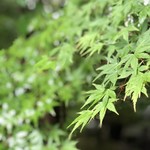 嵯峨沢館 - 中庭青紅葉。