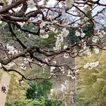 オルトレヴィーノ - 梅が見頃でしたね。鎌倉の2月。